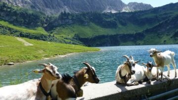 Szczyt Wildspitze – Piękno Alp na wyciągnięcie ręki